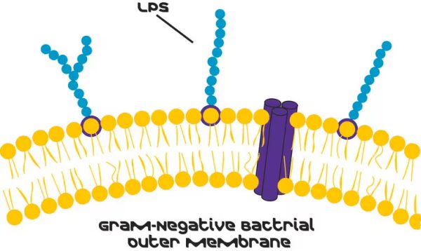 Lipopolysaccharides (LPS) | لیپوپلی‌ساکاریدها
