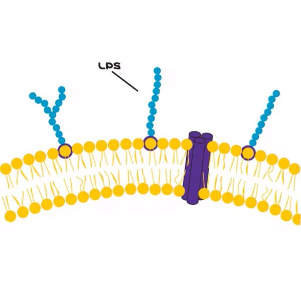 Lipopolysaccharides (LPS) | لیپوپلی‌ساکاریدها